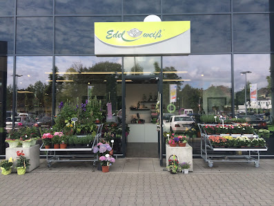 Blumen Edelweiß Bad Hersfeld