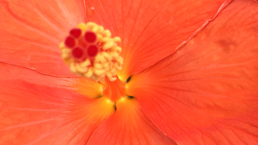 Blumen und Gartenbau Schmitt