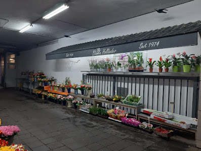 Blumen Holländer