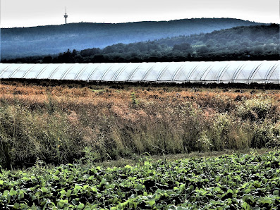 Burkard Höfler Gartenbau