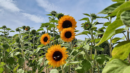 Blumenfeld Blumen zum Selbstpflücken Landblumen Steinmetz