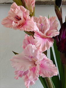 Blumenfeld Blumen zum Selbstpflücken Landblumen Steinmetz