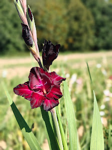Blumenfeld Blumen zum Selbstpflücken Landblumen Steinmetz