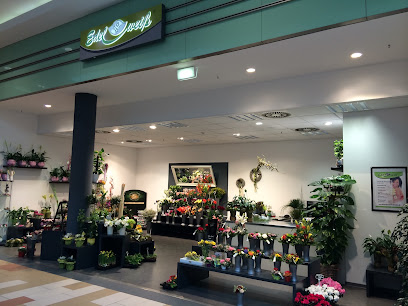 Blumen Edelweiß Baunatal Ratio
