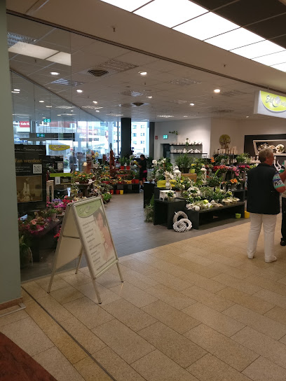 Blumen Edelweiß Baunatal