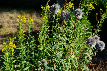 Hortus Vellmar - Gartenbau Fachbetrieb