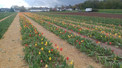 Blumenfeld Vellmar Blumen zum Selbstpflücken Landblumen Steinmetz