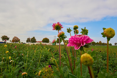 Blumen zum Selberschneiden