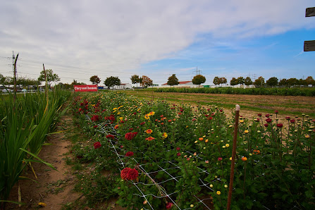 Blumen zum Selberschneiden