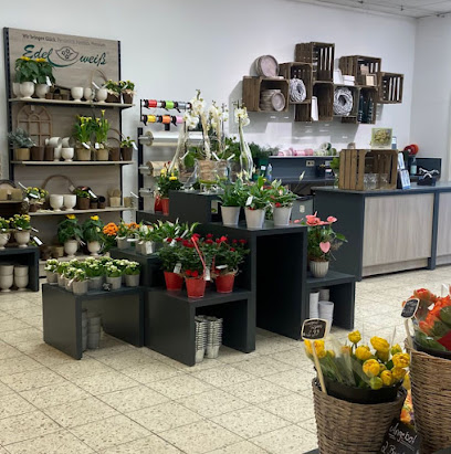 Blumen Edelweiß Lauterbach