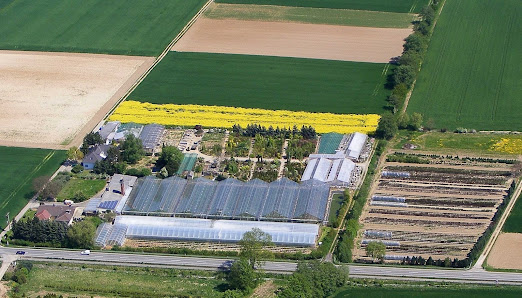 Rosen Paduch Rosbach vor der Höhe
