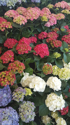 Blumen Palumbo GbR