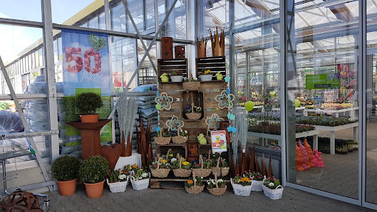 Blumen Risse Blumenmarkt Gelnhausen