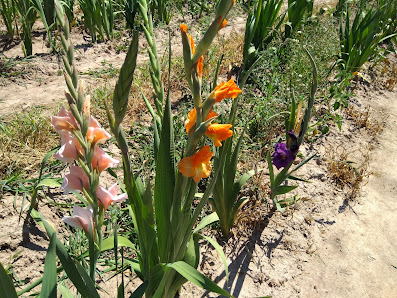 Blumen selbst schneiden