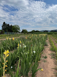Blumen selbst schneiden