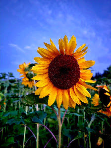 Blumen selbst schneiden