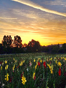 Blumen selbst schneiden