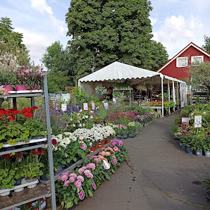 Kitzinger Blumen und Pflanzen - Verkaufsstand
