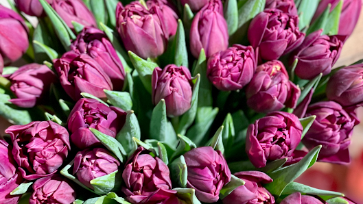 Lieblingsblume Heppenheim