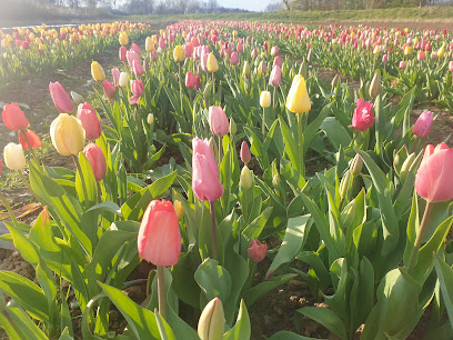 Blumenfeld zum Selbstpflücken