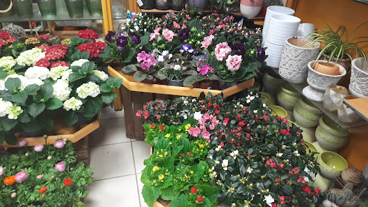 Blumen Schwisow GmbH &Co.KG