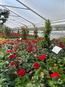 Blumen Schwisow GmbH & Co.KG