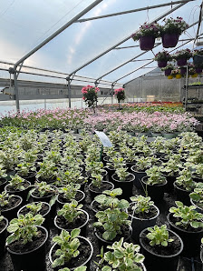 Blumen Schwisow GmbH & Co.KG