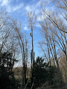 Baumdienste Buschbeck GmbH Baumfällung/Baumpflege im Taunus und Rhein-Main-Gebiet
