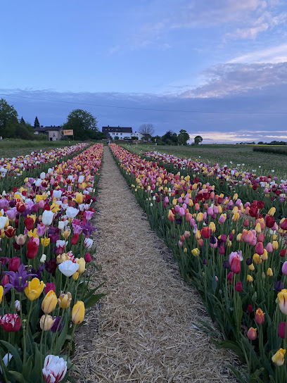 Blumenfeld Werkel Blumen zum Selbstpflücken Landblumen Steinmetz
