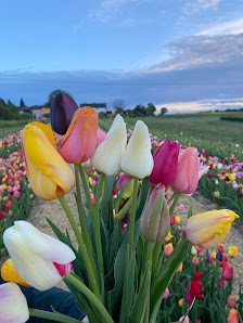 Blumenfeld Werkel Blumen zum Selbstpflücken Landblumen Steinmetz