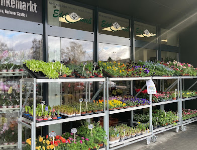 Blumen Edelweiß Sontra