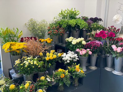 Blumen Edelweiß Sontra