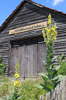 WildBlumenLiebe
