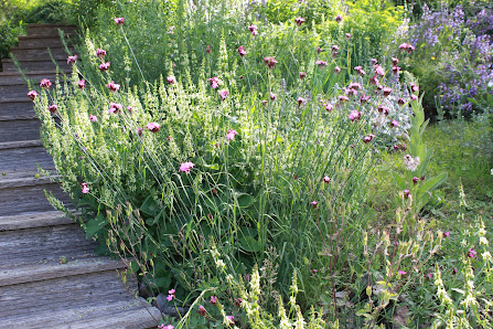WildBlumenLiebe