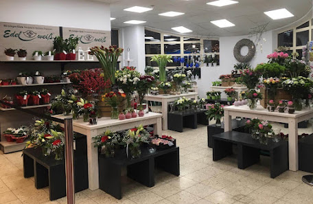 Blumen Edelweiß Hünfeld (Norma)