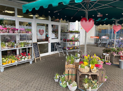 Blumen Edelweiß Schlitz