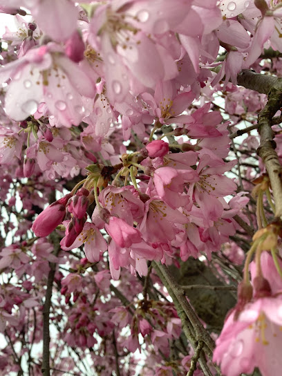 Blumengeschäft
