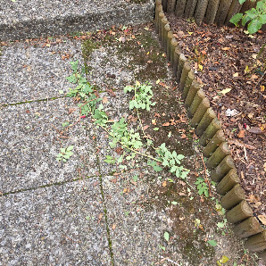 ORLANDEA GARTENBAU