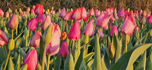 Tulpenfeld Landblumen Steinmetz zum selbst pflücken