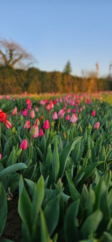 Tulpenfeld Landblumen Steinmetz zum selbst pflücken