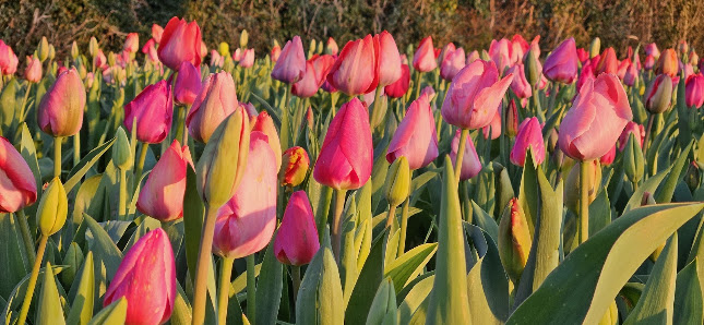 Tulpenfeld Landblumen Steinmetz zum selbst pflücken