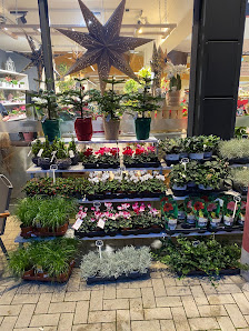 Blumen Edelweiß Guxhagen