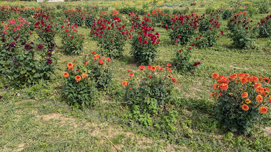 Blumen selber pflücken