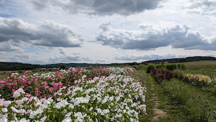Blumen selber pflücken