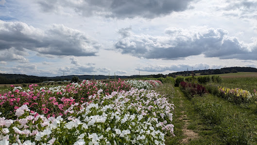 Blumen selber pflücken