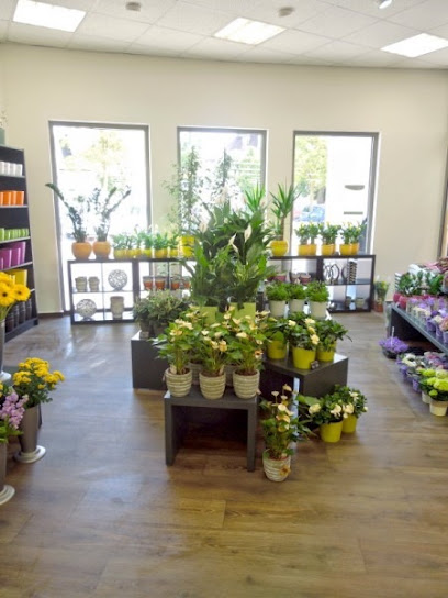 Blumen Edelweiß Gudensberg