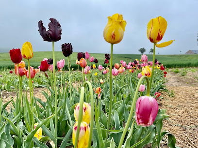 Blumenfeld Dissen Blumen zum Selberpflücken Landblumen Steinmetz