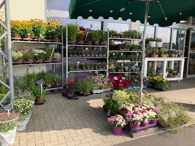 Blumen Edelweiß Edermünde-Besse