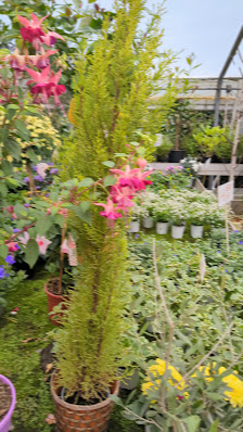 Gartenbau Mazza