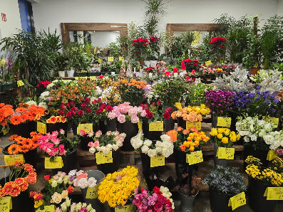 PROFiFLORA